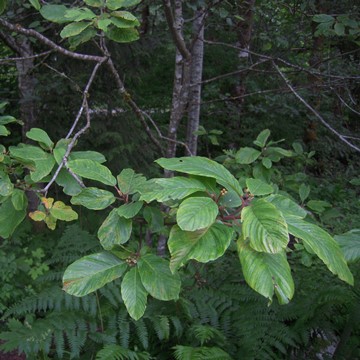 TM CASCARA SAGRADA D.E.