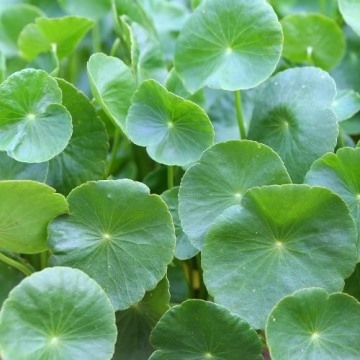 TM CENTELLA ASIATICA D.E.