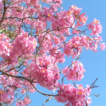 TM LAPACHO ROSA D.E.