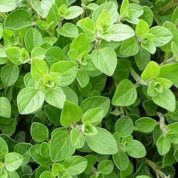 TM OREGANO D.E.