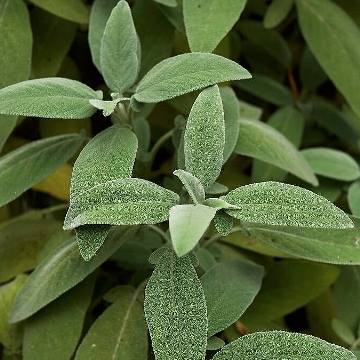 TM SALVIA OFFICINALIS D.E.