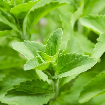 TM STEVIA D.E.