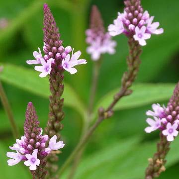 TM VERBENA OFFICINALIS D.E.
