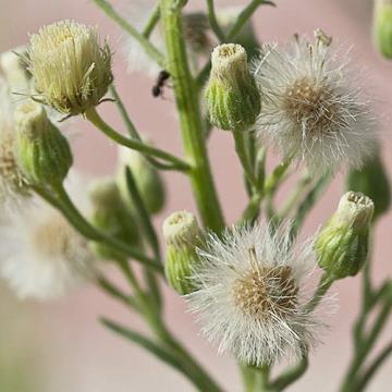 TM YERBA CARNICERA D.E.