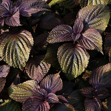 AD SHISO D.E.