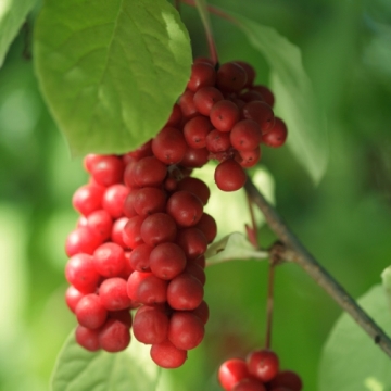 AD SCHIZANDRA D.E.