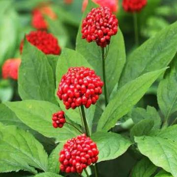 AD GINSENG D.E.